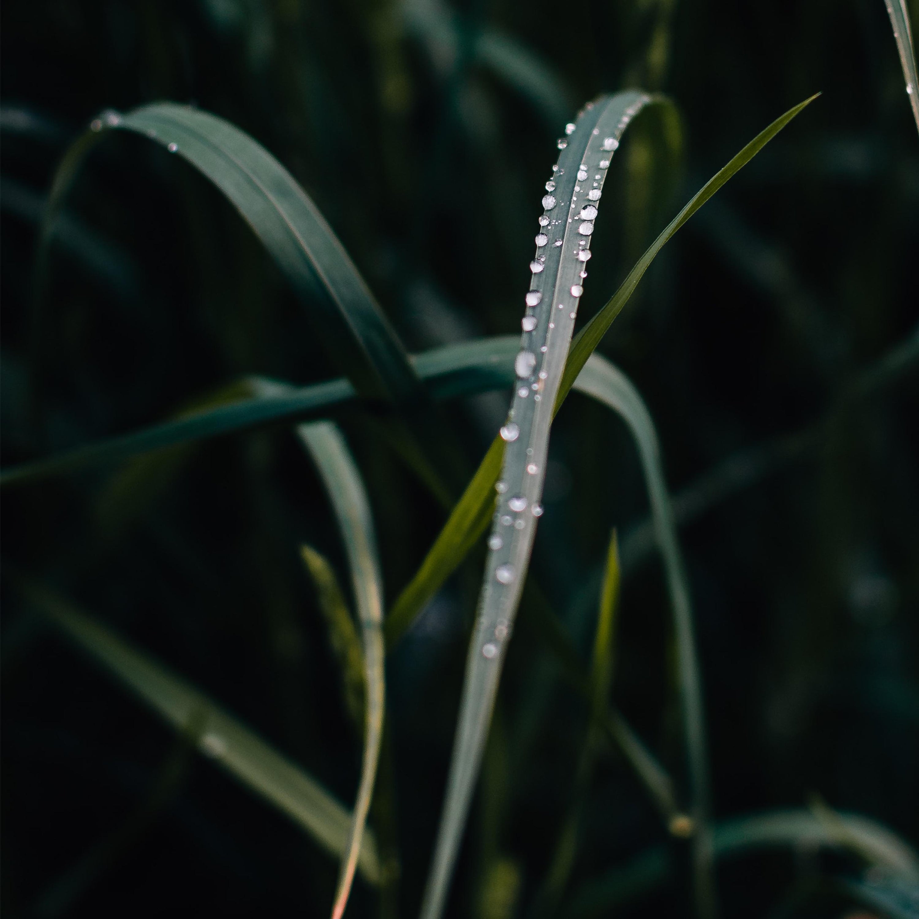 Functional fragrances that transform your space and renew your spirit ...